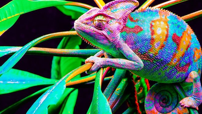 The ABC of Care for Pet Chameleons -Ebook