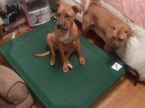Elevated Dog Bed Lounger