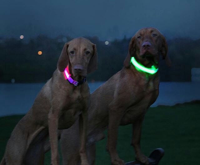 FREE LED Safety Collar