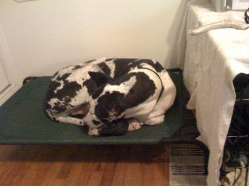 Elevated Dog Bed Lounger