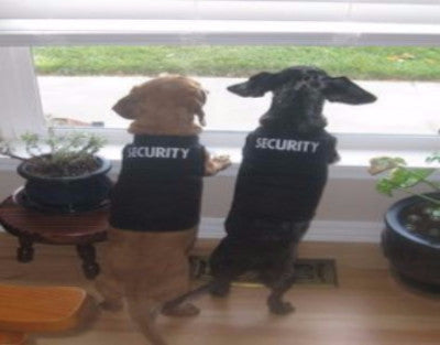 Dog K9 Vest
