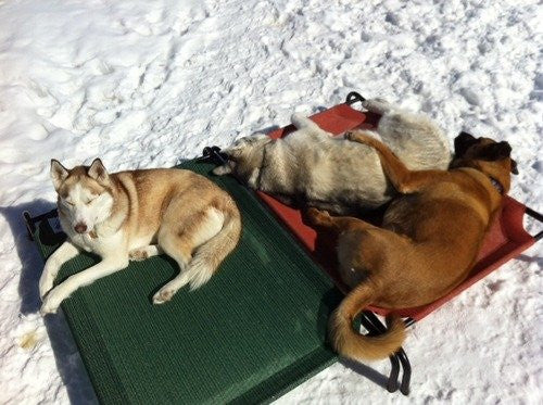 Elevated Dog Bed Lounger