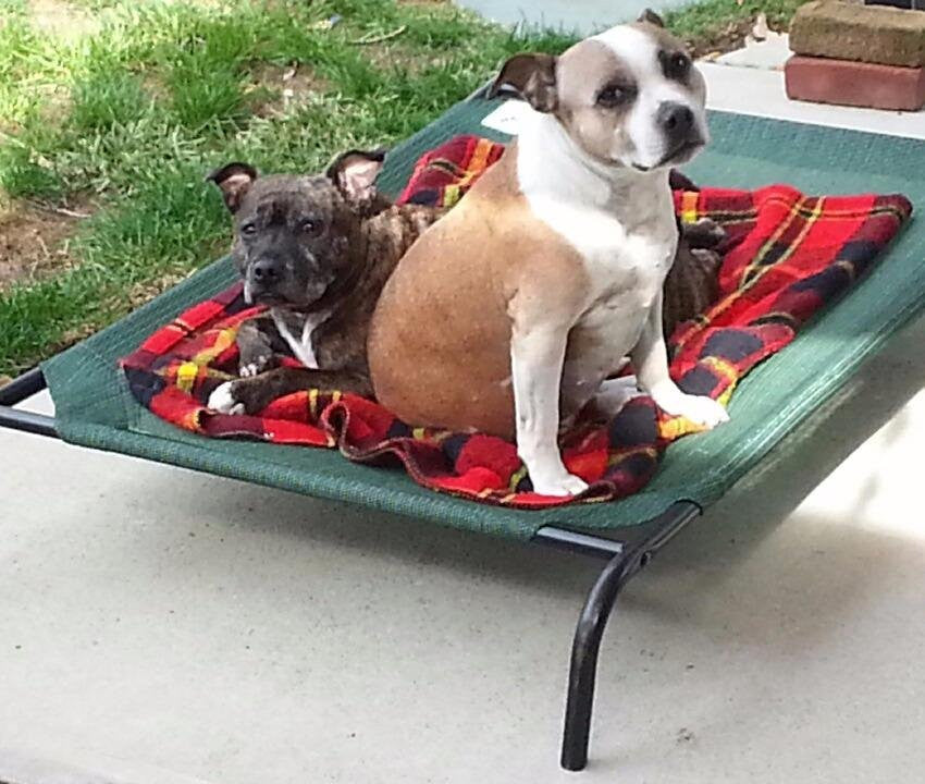 Elevated Dog Bed Lounger