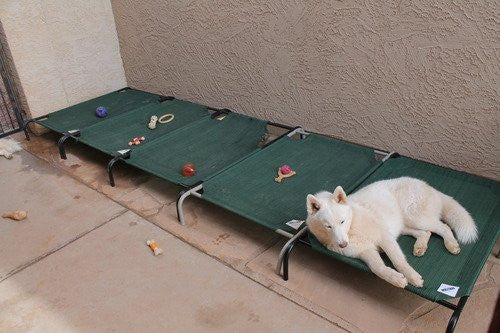 Elevated Dog Bed Lounger