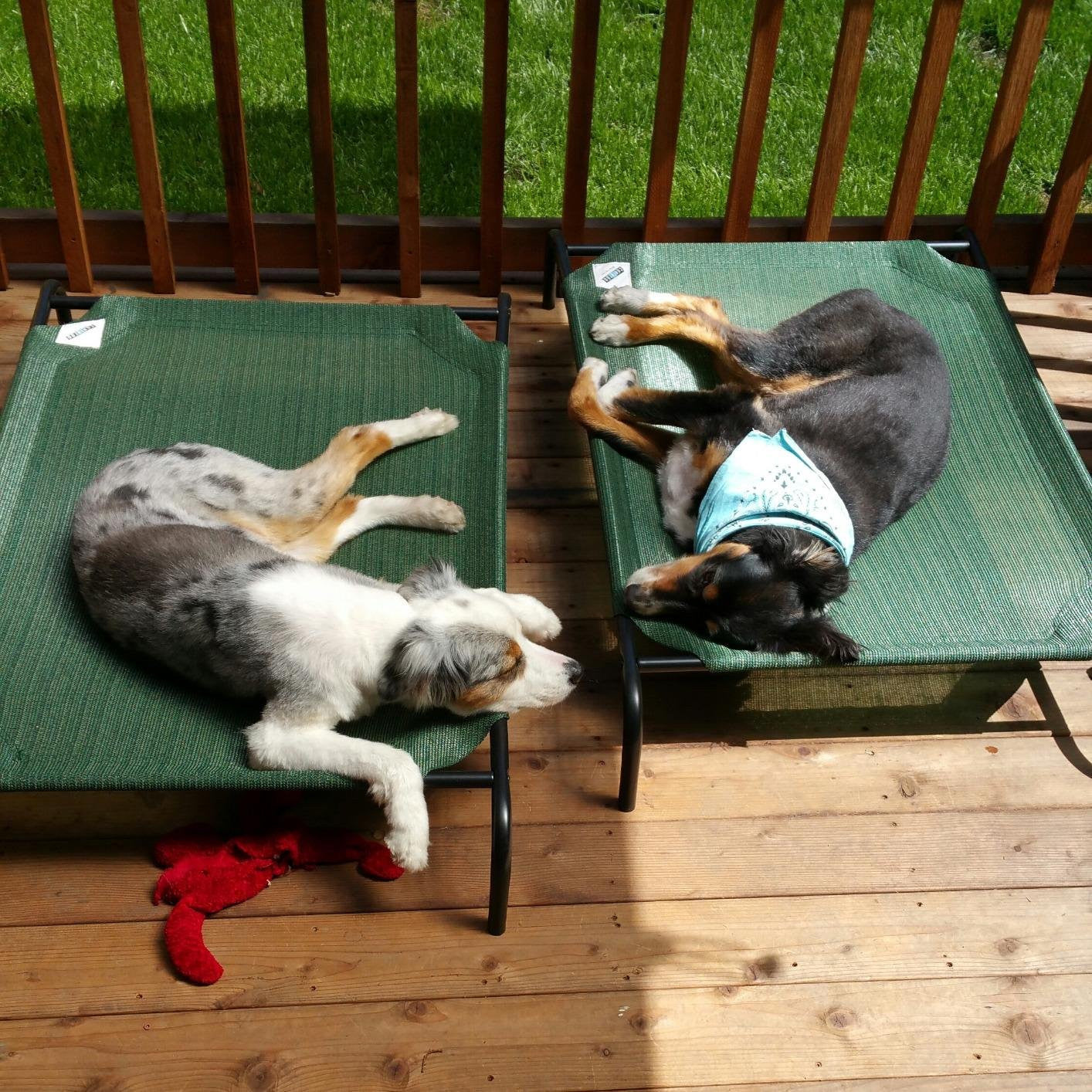Elevated Dog Bed Lounger