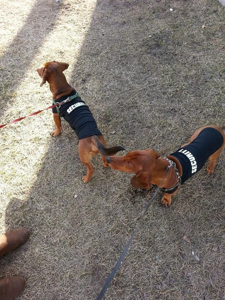 Dog K9 Vest